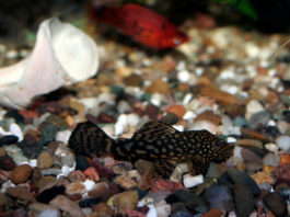 Come pulire l’acquario d’acqua dolce 1165 0 Come pulire l acquario d acqua dolce_ok